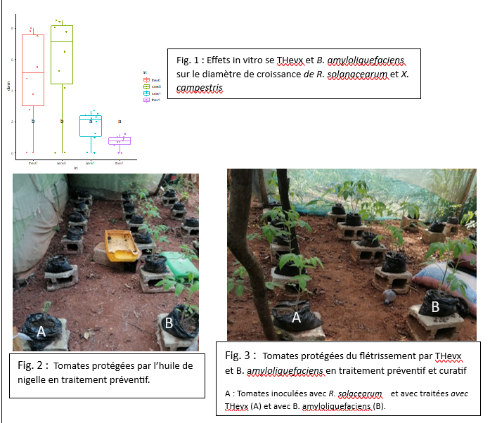 Mise au point d’une stratégie de gestion agroécologique des gales et flétrissements bactériens de la tomate par l’usage d’extraits végétaux et de Bacillus amyloliquefaciens QST 713